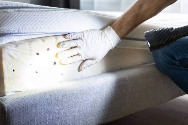 Best Wasp Removal Services  in Rogers, TX