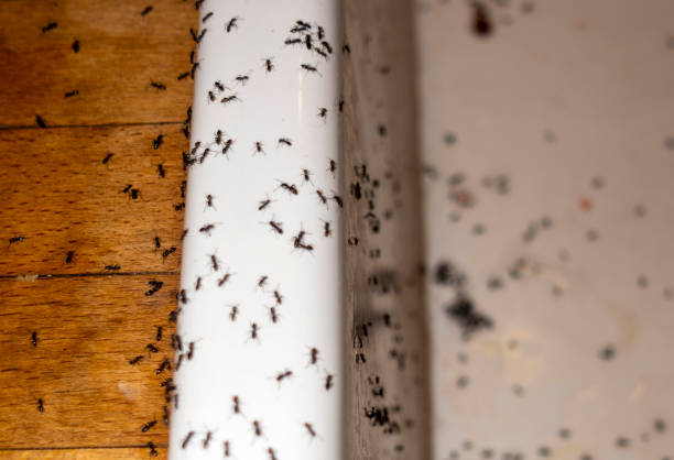Best Commercial Pest Control Services  in Rogers, TX