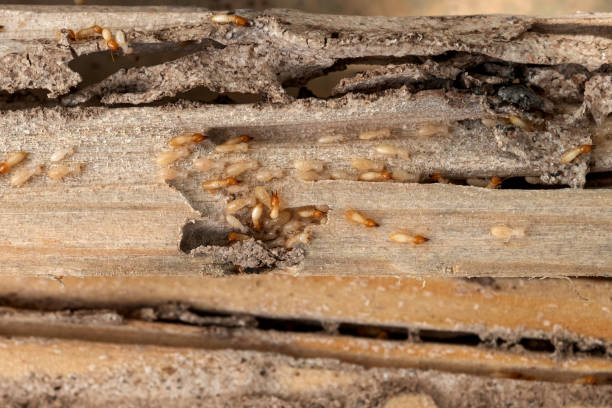 Reliable Rogers, TX Pest Control Solutions