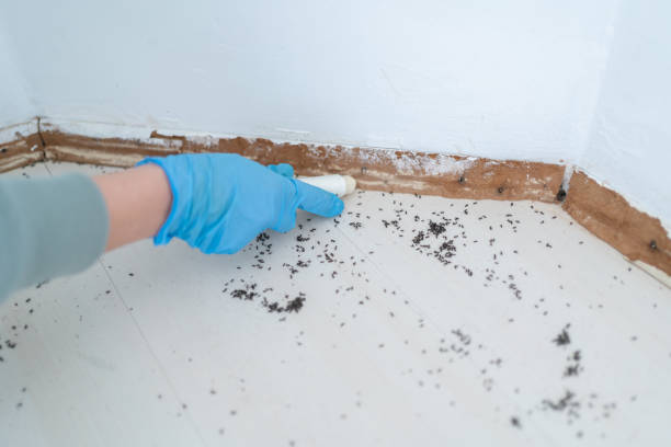 Best Flea Control Services  in Rogers, TX